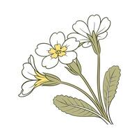 Charming Primrose Design vector