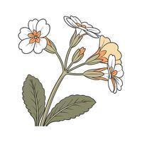 Elegant Primrose Flower Design vector