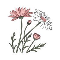 Vibrant Pyrethrum Floral Artwork vector