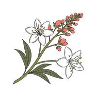 Elegant Quinoa Flower Design vector