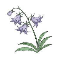 Elegant Rampion Flower Design vector