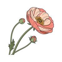 Charming Ranunculus Flower Design vector