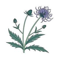 Vibrant Rampion Floral Artwork vector