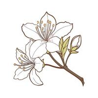 Charming Rhododendron Design vector