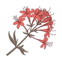 Elegant Red Valerian Flower Design vector