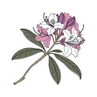 Stylish Rhododendron Illustration vector
