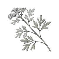 Charming Saltbush Flower Design vector