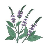 Stylish Salvia Flower Illustration vector