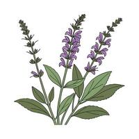 Stylish Salvia Illustration vector