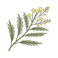 Elegant Santolina Flower Design vector