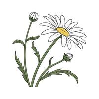 Vibrant Shasta Daisy Floral Artwork vector