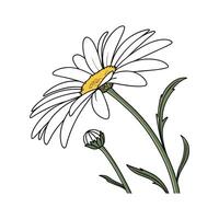 Charming Shasta Daisy Flower Design vector
