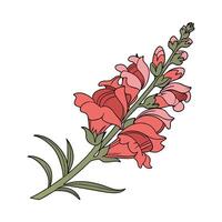 Stylish Snapdragon Flower Illustration vector