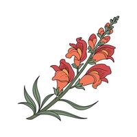Elegant Snapdragon Flower vector