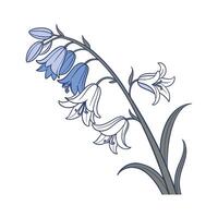 Charming Spanish Bluebell Design vector