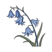Elegant Spanish Bluebell Flower Design vector