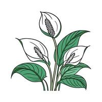 Elegant Spathiphyllum on White Background vector