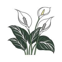 Stylish Spathiphyllum in Modern Decor vector