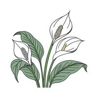 Beautiful Spathiphyllum Plant Display vector