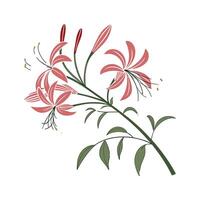 Beautiful Spider Flower Suitable for Art vector