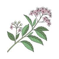 Exquisite Spiraea for Floral Arrangements vector