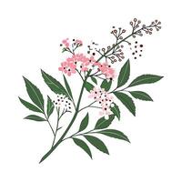 Radiant Spiraea Blooms for Art Projects vector