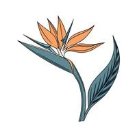 Exquisite Strelitzia for Design Projects vector