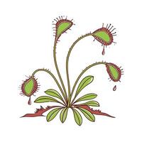 Vibrant Sundew for Creative Arrangements vector
