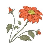 Bright Tithonia for Cheerful Decor vector