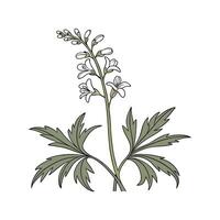 Beautiful Toothwort for Creative Arrangements vector
