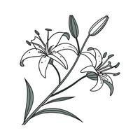 Charming Toad Lily for Unique Displays vector