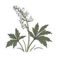 Charming Toothwort for Unique Decoration vector