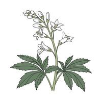 Natural Toothwort for Herbal Displays vector