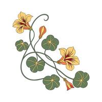 Vibrant Trailing Nasturtium for Creative Arrangements vector