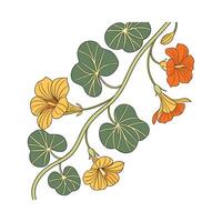 Delicate Trailing Nasturtium for Unique Displays vector