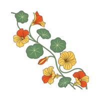 Charming Trailing Nasturtium for Artistic Displays vector