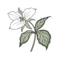 Stunning Trillium for EyeCatching Decor vector