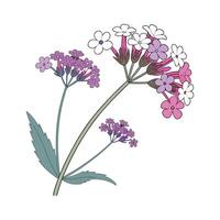 Charming Verbena for Unique Arrangements vector