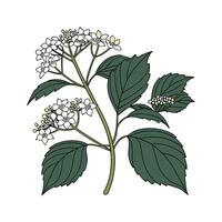 Vibrant Viburnum for Beautiful Displays vector