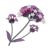 Stunning Verbena for Colorful Displays vector