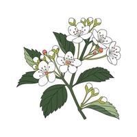 Elegant Viburnum for Unique Garden Art vector