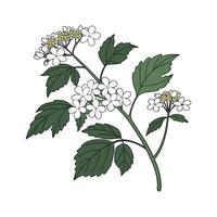 Stunning Viburnum Opulus for Creative Displays vector