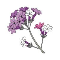 Charming Verbena for Creative Displays vector