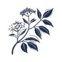 Exquisite Viburnum for Artistic Projects vector