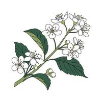 Stunning Viburnum for Colorful Arrangements vector