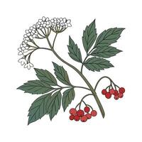 Exquisite Viburnum Opulus for Unique Decor vector