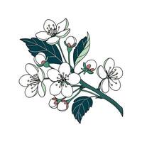 Elegant Viburnum Opulus for Unique Arrangements vector