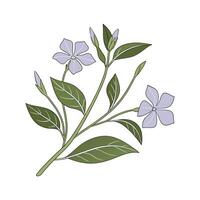 Exquisite Vinca for Floral Design vector