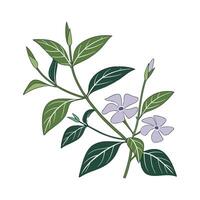 Beautiful Vinca for Unique Floral Projects vector
