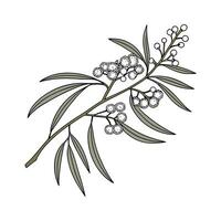 Charming Wattle for Bright Floral Displays vector